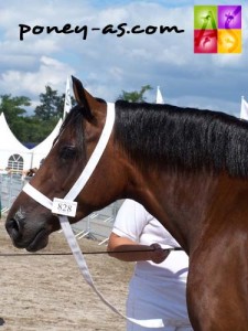 Championne suprême : Qrackel Welsh de Lachem (Wd, Jerry Lee de Lachem x Ebbw Victor), photo Pauline Bernuchon