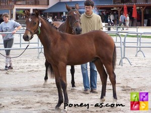 Champion des foals mâles : Ug Esclin Victis (Kooihuster Teake SL, Poet), photo Pauline Bernuchon