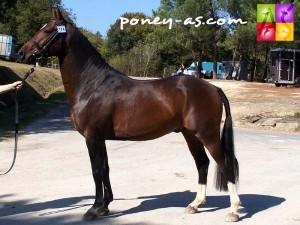 Rodriguo du Luy, champion mâles de 3 ans, photo Pauline Bernuchon