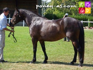 Kimberley Mélody (Cocum Thunder Boy x Idénoir), photo Pauline Bernuchon