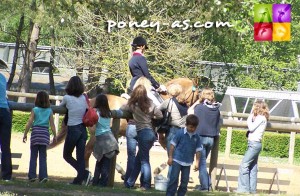 Le paddock de Pauline, photo Pauline Bernuchon