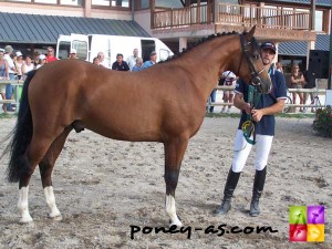 Le champion des 2 ans : Tatoo du Petit Torcy (Linaro*SL, Drp x Adoro al Maury, Ar) - photo Pauline Bernuchon