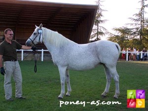 Diane de Bezolle (Lord Ravary x Mor Ven Storm), photo Pauline Bernuchon