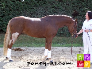 Tolkien der Lenn (Pfs, Zodiak), champion des 3 ans au Sologn'Pony récolte l'argent à Saumur, photo Pauline Bernuchon