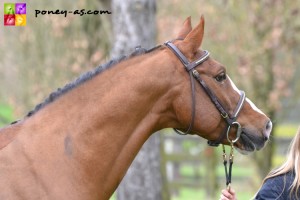 Mon Linaro de Florys (Pfs, 15 ans, Linaro SL x Shining Starr Aristo) - ph. Pauline Bernuchon