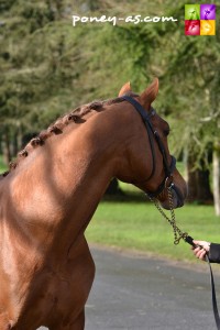 Quest du Buhot (Pfs, 11 ans, Nabor x Oi) - ph. Pauline Bernuchon