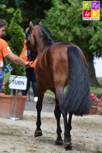 L'étalon Zeppe van de Ijsseldijk de Pam Nieuwenhuis - ph. Pauline Bernuchon