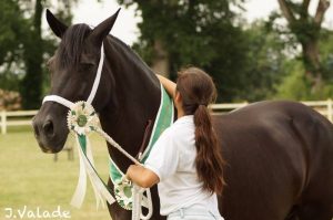 Rose Mary du Gui Nel, poney Welsh Cob - ph. Julie Valade