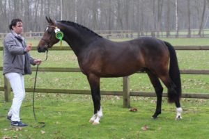 pony hengst poney as