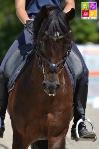 O Ma Doué Kersidal réédite dans le Grand Prix de Pompadour avec sa cavalière Lisa Gualtieri - ph. Poney As