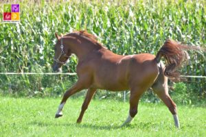 Kanshebber Nrps stallion