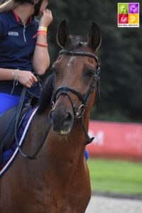 Virtuose Teakitina s'élance quant à lui sur sa première échéance européenne - ph. Poney As