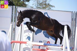 Hanakyn des Lyres, mâle Pfs de 2 ans sur le test de saut en liberté - ph. Poney As