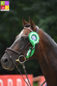 L'étalon O Ma Doué Kersidal obtient comme l'an passé le meilleur IPC, toutes classes d'âges confondues - ph. Poney As