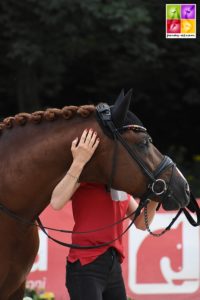 L'étalon Daily Pleasure WE est de nouveau sélectionné pour une échéance européenne, cette fois associée à Antonia Roth. L'an passé, il avait notamment remporté le Preis der Besten sous la selle d'Antonia Busch-Kuffner - ph. Poney As