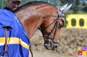 Millstreet 2014 : Quabar des Monceaux est double champion d'Europe de CSO. Il entre dans l'histoire - ph. Poney As