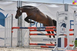 It Boy Alias, le champion des mâles Pfs de 2 ans - ph. Poney As