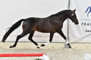 Hors de Prix B, né chez Jessica Bravard, champion des mâles de 3 ans de la finale France Dressage et détenteur du meilleur indice de Dressage des poneys de 4 ans – ph. Les Garennes